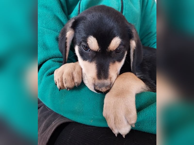 Shirley – fröhliche und neugierige kleine Abenteurerin ❣️