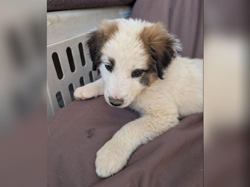 Leilani – kleiner flauschiger Teddy voller Lebenslust