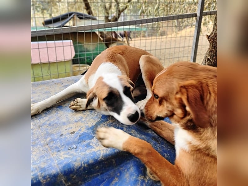 Lagatha sucht wundervolles Zuhause!