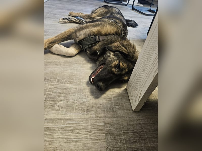 Selin auf Pflegestelle in 17111 Nossendorf (Mecklenburg-Vorpommern)