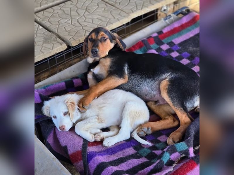 Vito – sanfter, neugieriger und verspielter junger Rüde