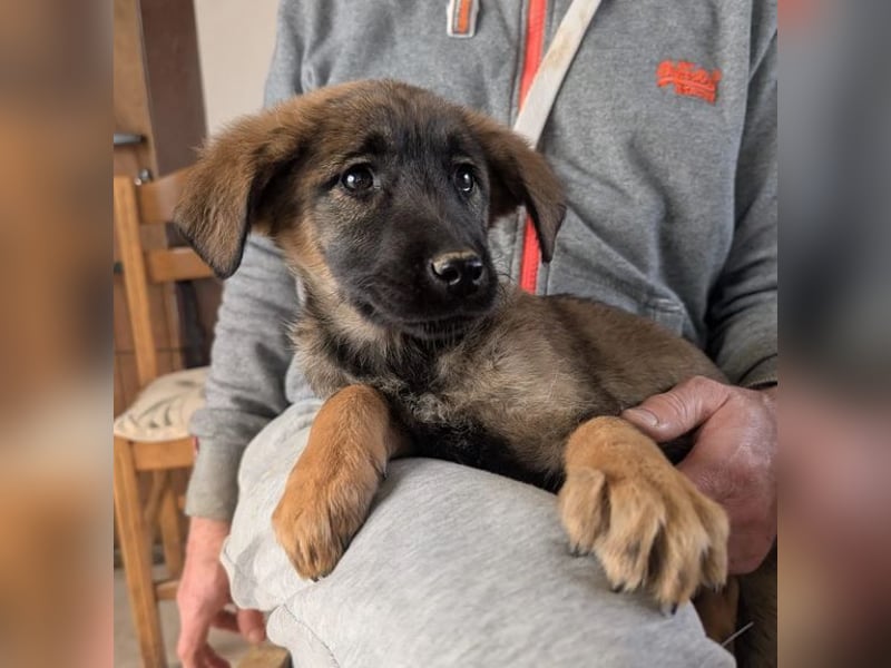 Kira – fröhliches Hundemädchen ❤️