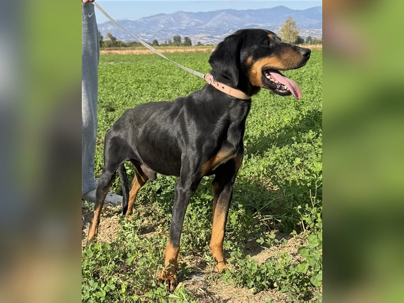 Zwölf, geb. ca. 10/2021, lebt in GRIECHENLAND, auf einer privaten Pflegestelle