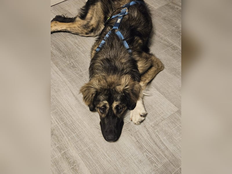 Selin auf Pflegestelle in 17111 Nossendorf (Mecklenburg-Vorpommern)