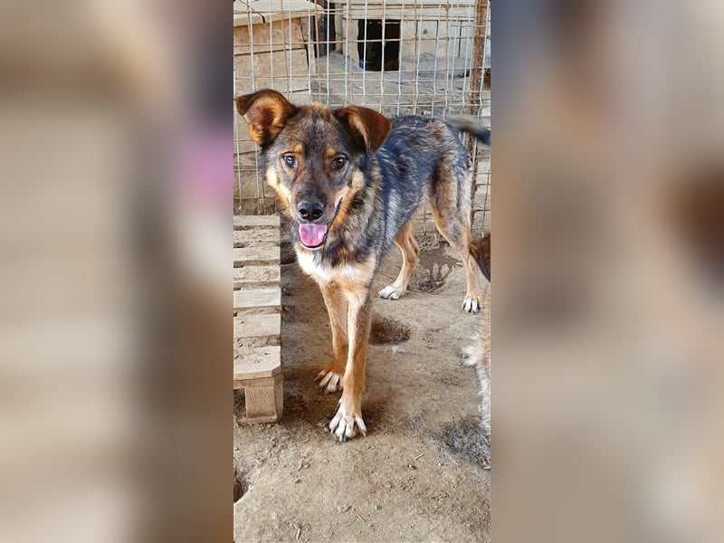 Rufus  (Santuhalm-Shelter Rumänien)