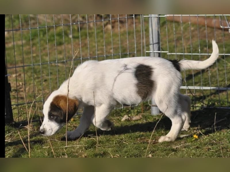 Loupie sucht ein passendes Zuhause