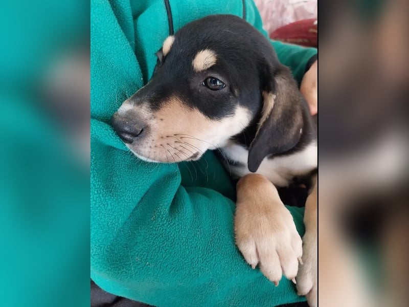 Katrina – freundliche und verschmuste junge Hündin ❣️