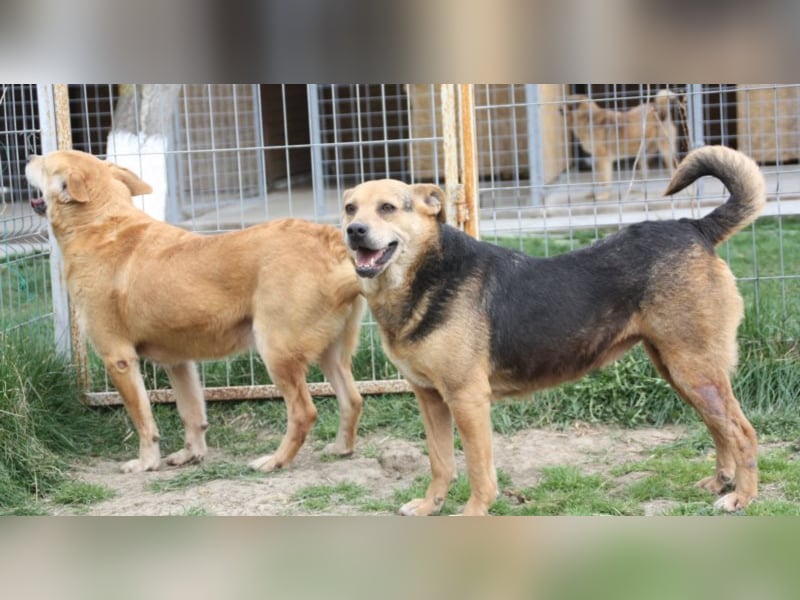 Lupita kennt nur das Tierheim