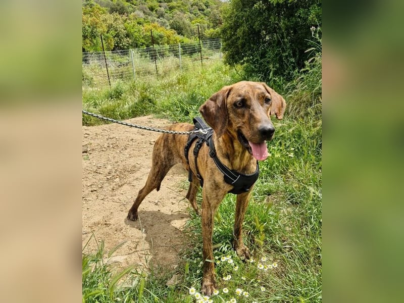 Diego - fröhlicher Jagdhund Mischling 