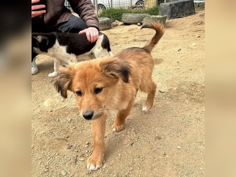 Skiouros – fröhlich und verspielt