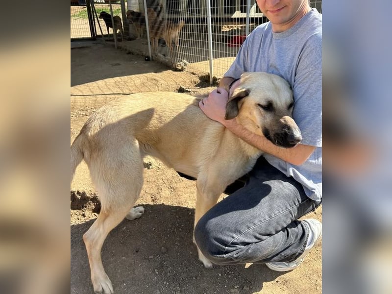 Brunella – freundliche Hündin mit Herz 