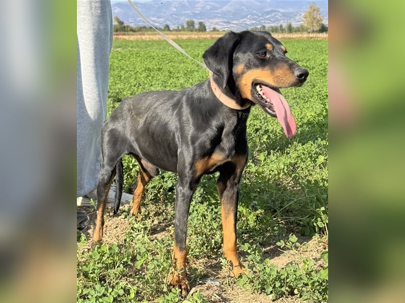 Zwölf, geb. ca. 10/2021, lebt in GRIECHENLAND, auf einer privaten Pflegestelle