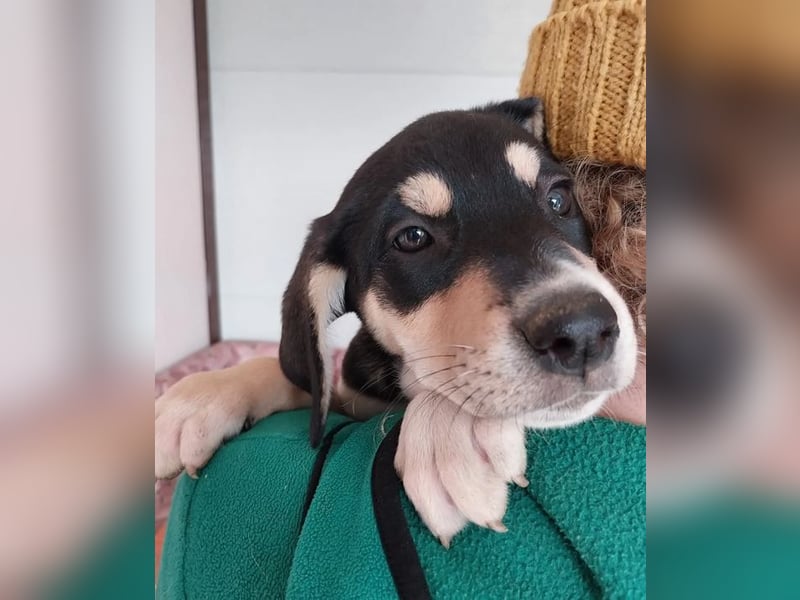 Katrina – freundliche und verschmuste junge Hündin ❣️