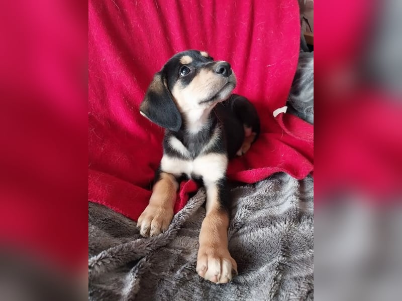 Liesel – fröhliche, neugierige und herzliche junge Hündin ❤️