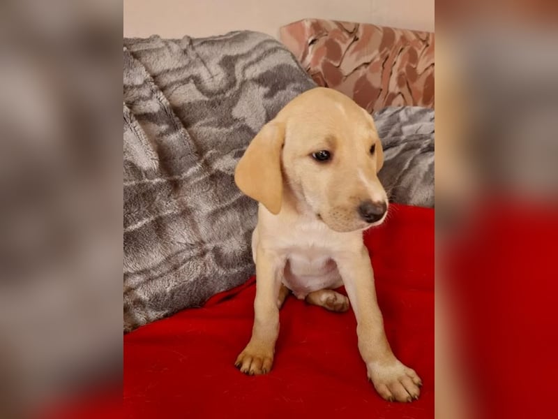 Ralfi – charmanter und menschenbezogener kleiner Kerl ❣️