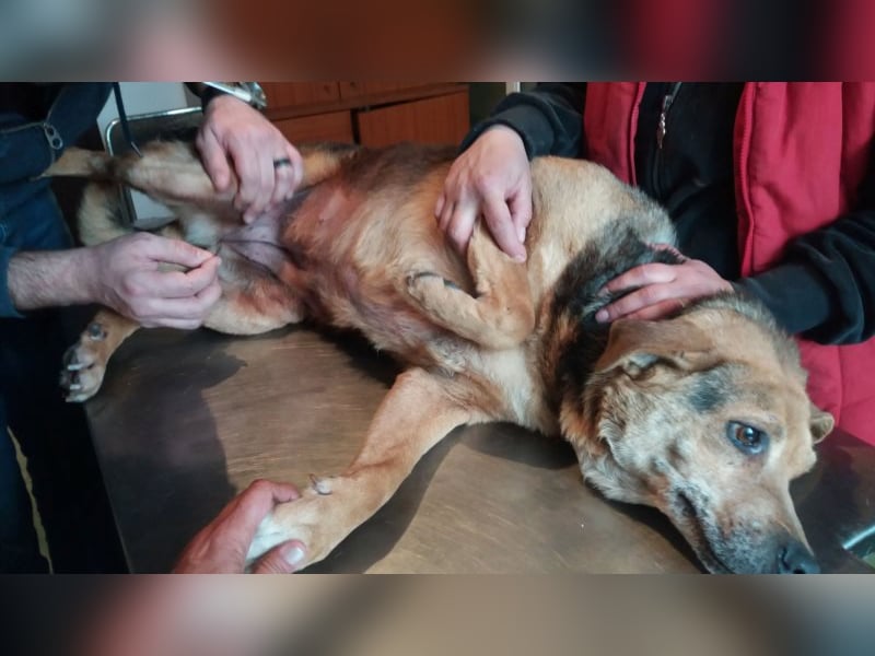 Lupita kennt nur das Tierheim