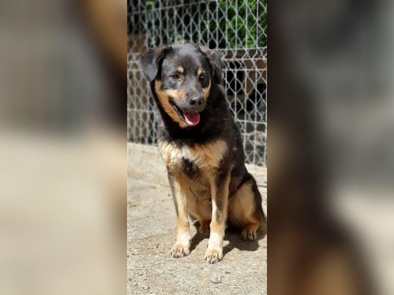 Will (Santuhalm-Shelter Rumänien)