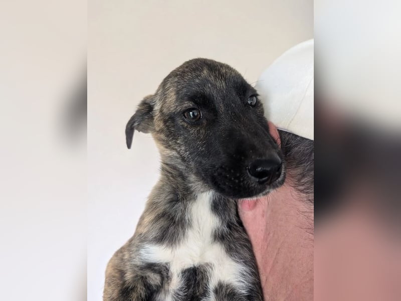 Phibi – wunderschöne gestromte Mischlingshündin 