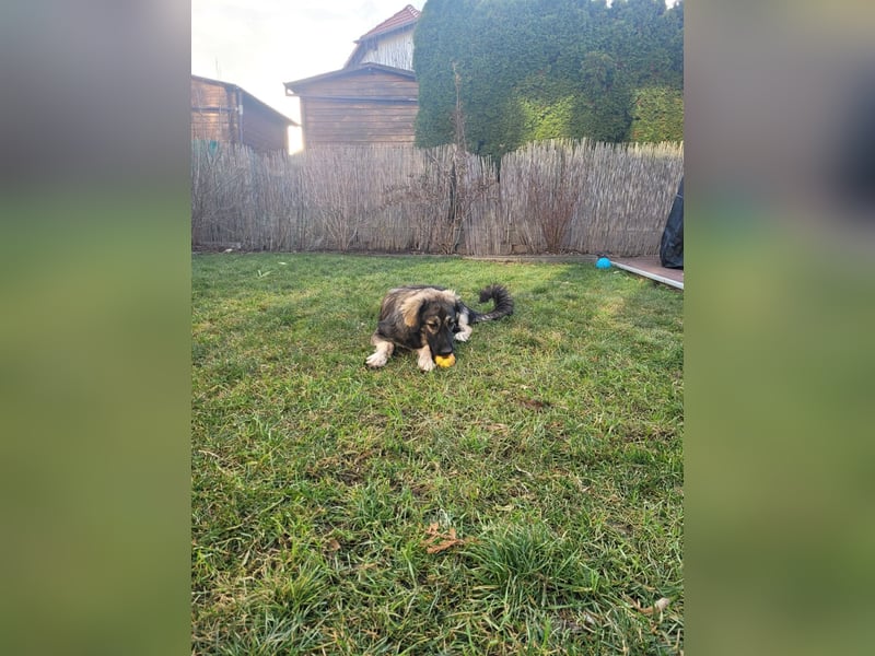 Selin auf Pflegestelle in 17111 Nossendorf (Mecklenburg-Vorpommern)