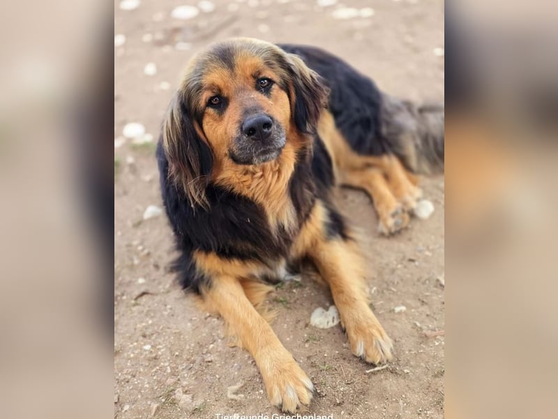 Chap ist ein ganz gutmütiger, aufgeschlossener und cooler Typ