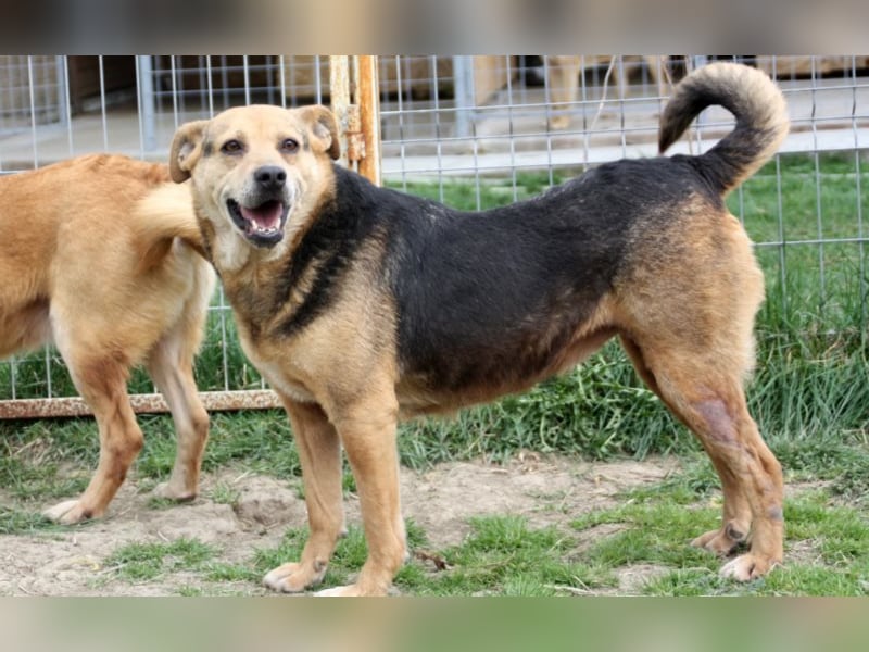 Lupita kennt nur das Tierheim