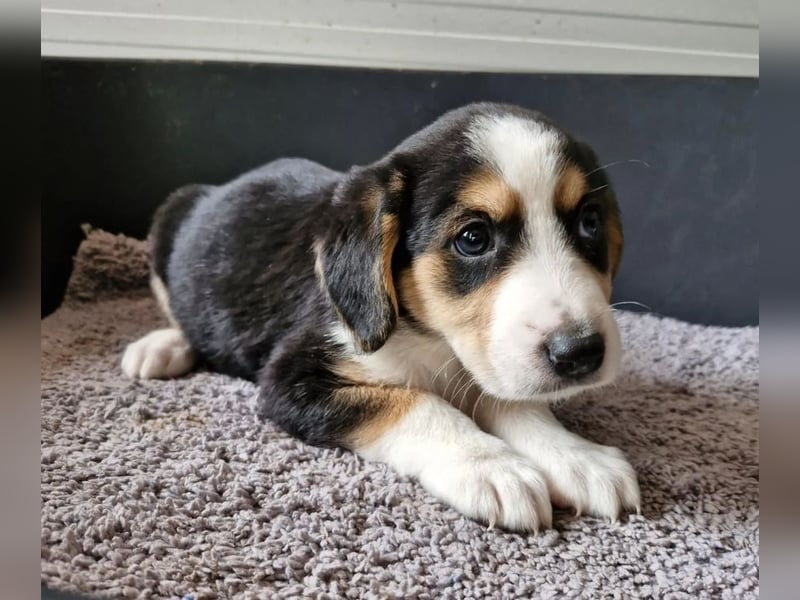 Molly – Dreifarbiger Sonnenschein auf vier Pfoten ☀️