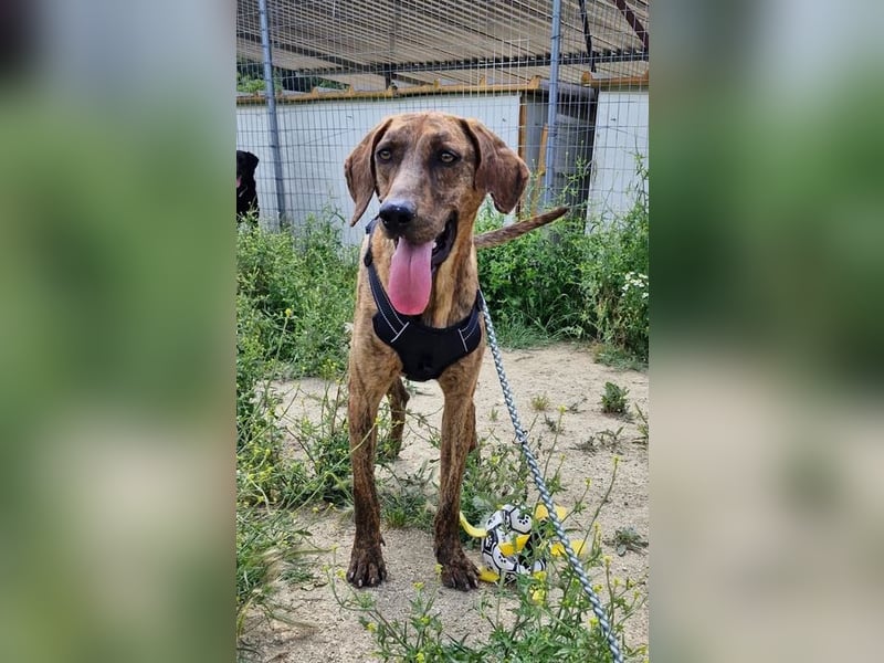Diego - fröhlicher Jagdhund Mischling 