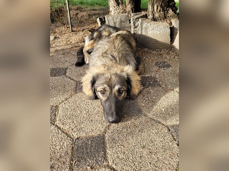 Selin auf Pflegestelle in 17111 Nossendorf (Mecklenburg-Vorpommern)