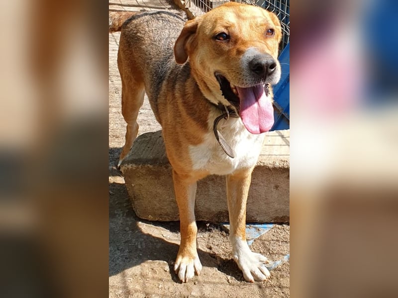 Scooby (Santuhalm-Shelter Rumänien)