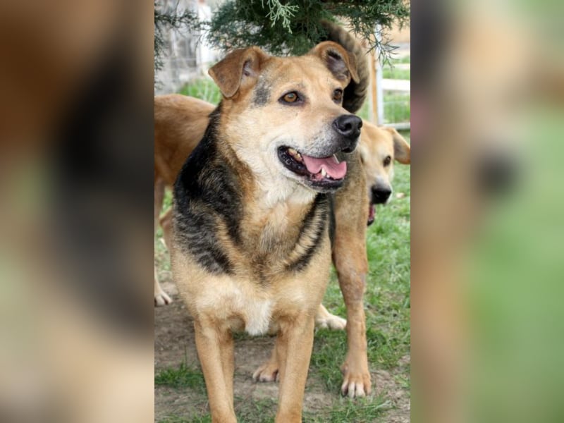 Lupita kennt nur das Tierheim