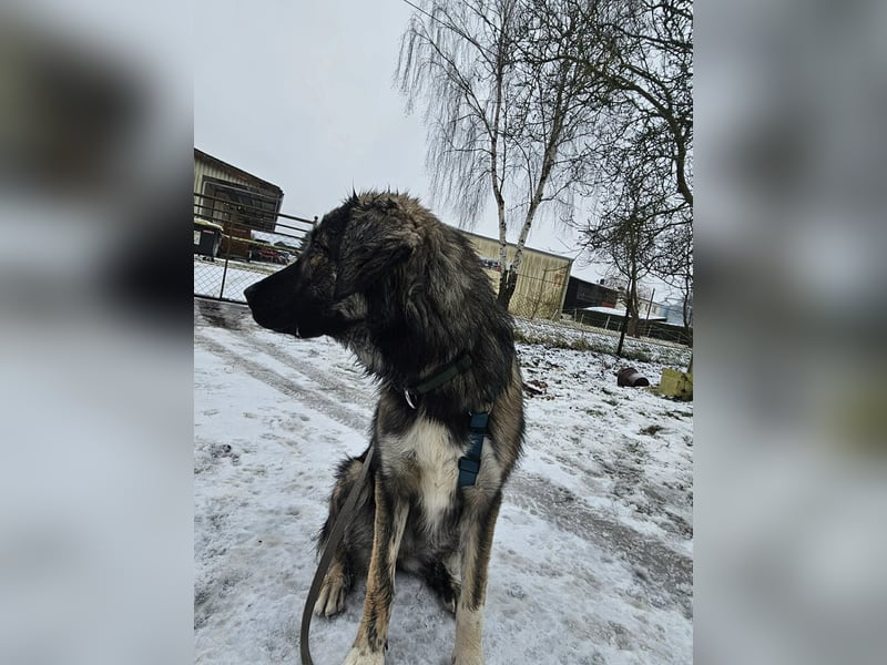 Selin auf Pflegestelle in 17111 Nossendorf (Mecklenburg-Vorpommern)