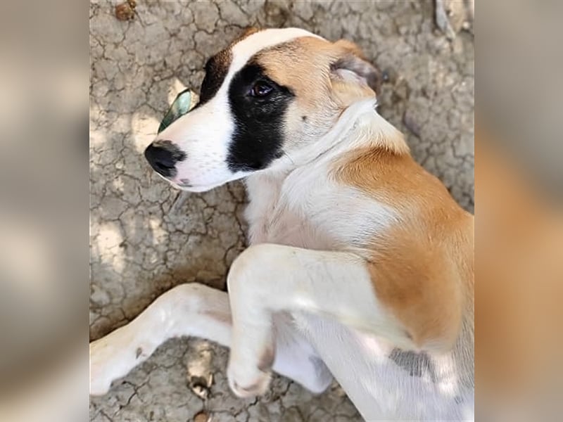 Lagatha sucht wundervolles Zuhause!