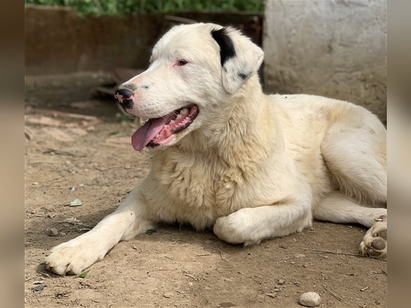 Ambar, geb. ca. 06/2023, lebt in GRIECHENLAND, auf einer privaten Pflegestelle