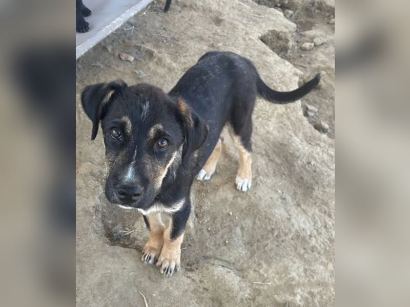 Nemo – verspielter Welpe, auf der Suche nach Vertrauen! Bereits auf PS in 53925 Kall/NRW!