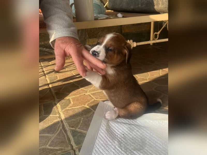 Bear - kleiner Kämpfer sucht sein großes Glück