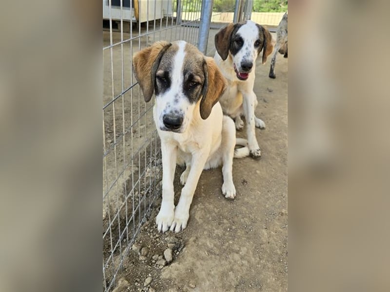 Willy freut sich über tolle Anfragen für ein wundervolles Zuhause!