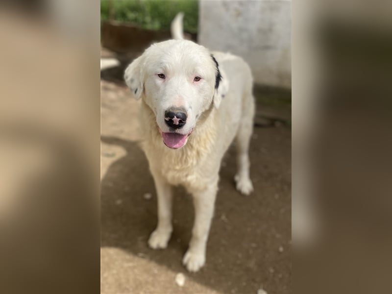 Ambar, geb. ca. 06/2023, lebt in GRIECHENLAND, auf einer privaten Pflegestelle