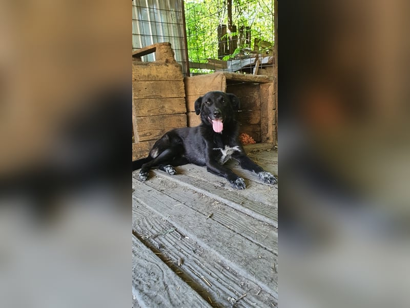 Aramis  (Santuhalm-Shelter Rumänien)