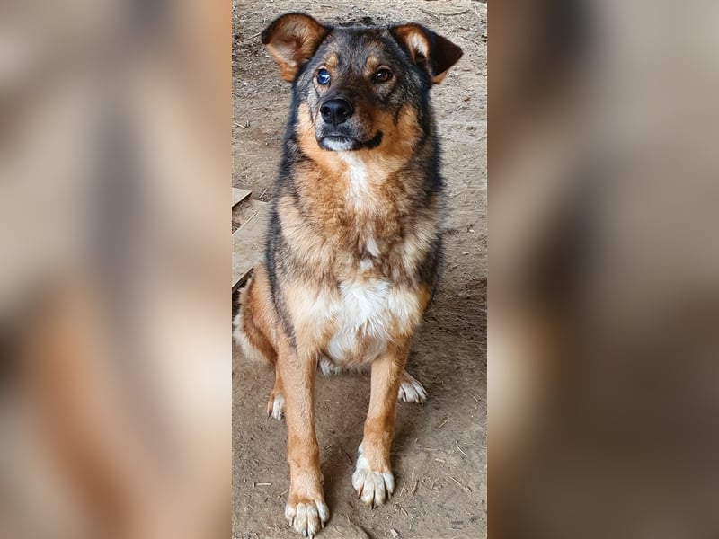 Rufus  (Santuhalm-Shelter Rumänien)