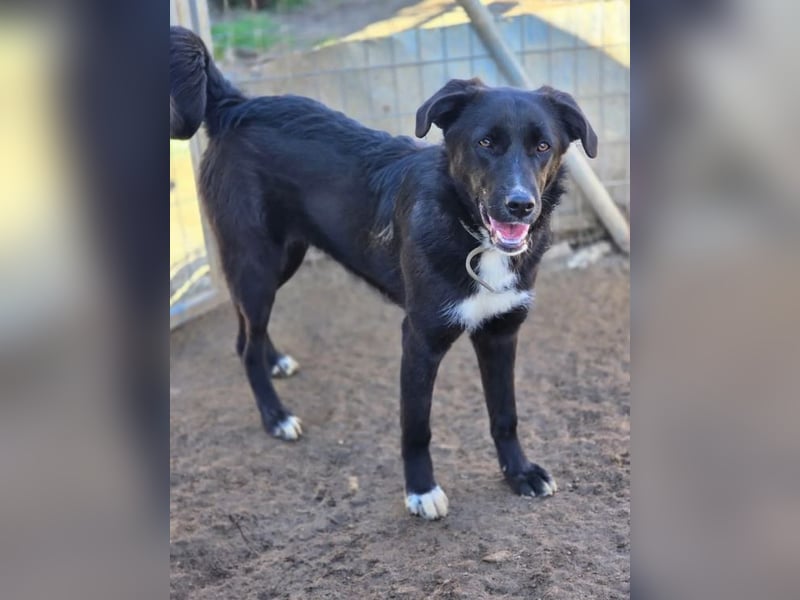 Emilia – wunderschöne schwarze Hündin 