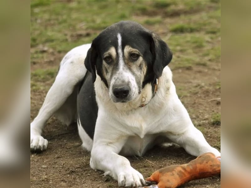 Komissa, eine Löwenmama die nun auch Geborgenheit und Liebe sucht!