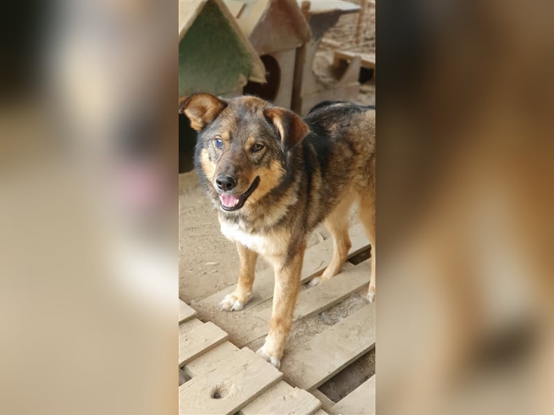 Rufus  (Santuhalm-Shelter Rumänien)