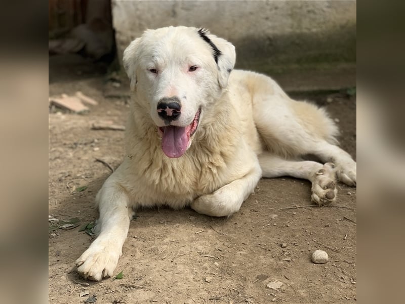 Ambar, geb. ca. 06/2023, lebt in GRIECHENLAND, auf einer privaten Pflegestelle