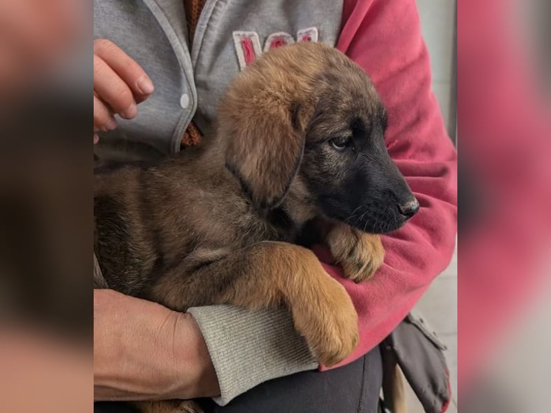 Kira – fröhliches Hundemädchen ❤️