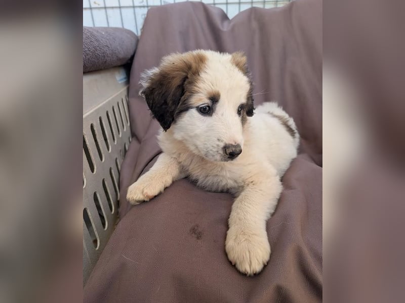 Leilani – kleiner flauschiger Teddy voller Lebenslust