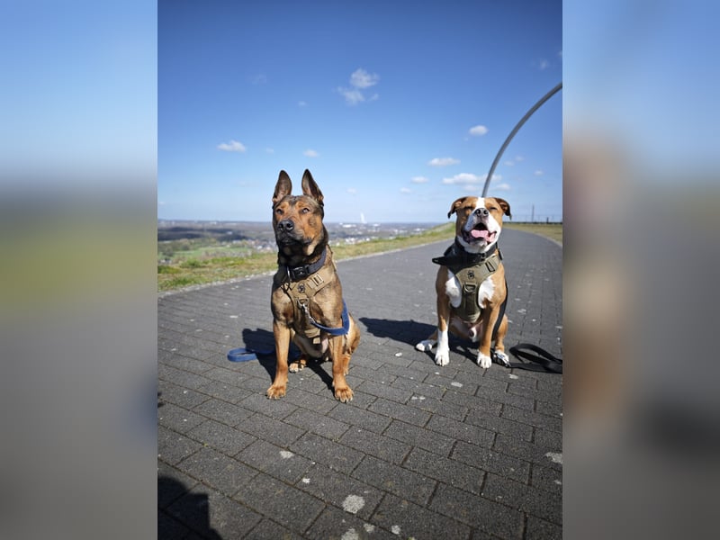 Traumhafter Malinois Mischling sucht liebevoller Famillie