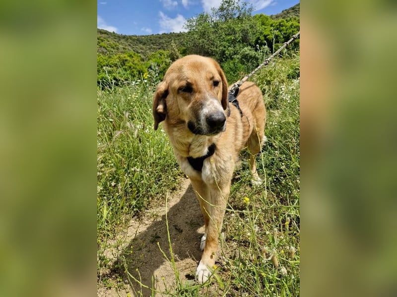 Bibi, eine wunderschöne Fellnase sucht ihr passendes Zuhause!