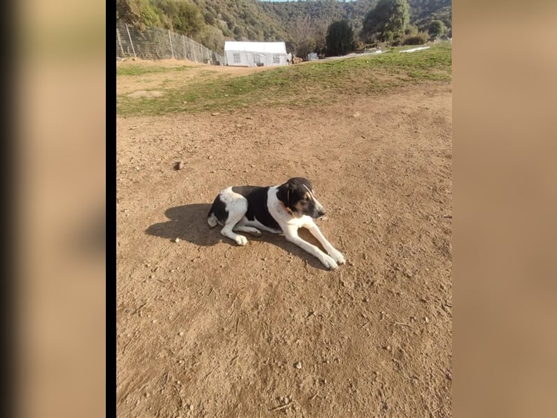 Komissa, eine Löwenmama die nun auch Geborgenheit und Liebe sucht!