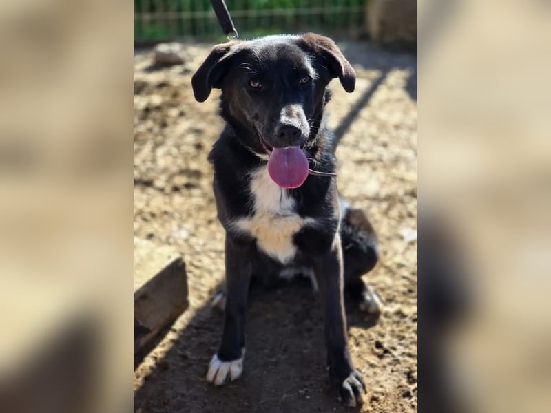 Emilia – wunderschöne schwarze Hündin 