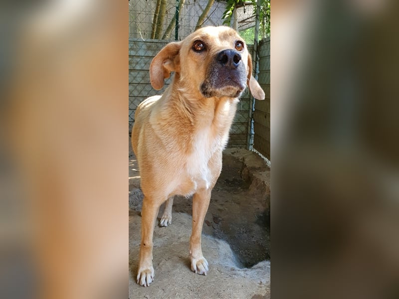 Blondu  (Santuhalm-Shelter Rumänien)